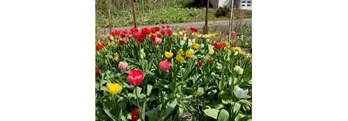 3LDK Property Yoichi-cho Hokkaido (19)