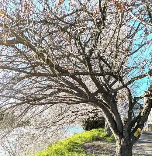 4LDK Property Hasuda City Saitama Prefecture (4)