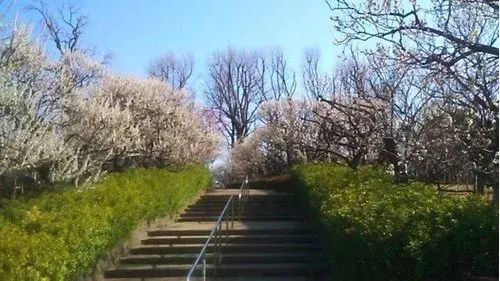 2LDK+S Setagaya Ward Tokyo Property (14)