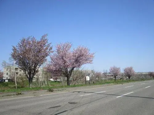عقار 2LDK مدينة Sapporo Hokkaido (15)