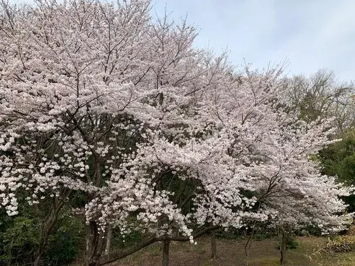 5DK+S物件 新潟市西蒲区 新潟県 (20)