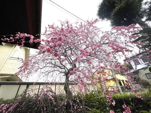 5LDK Property Itoshima City Fukuoka Prefecture (12)