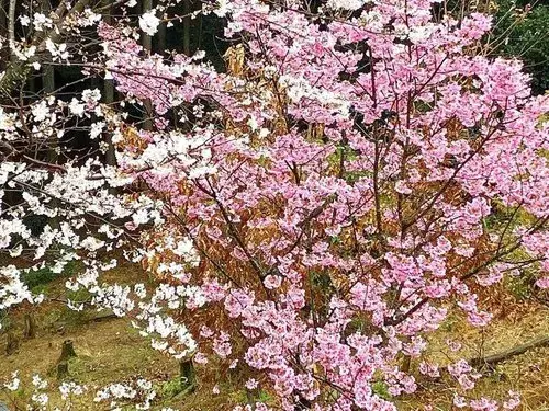 3LDK+S Asakura City Fukuoka Prefecture (16)