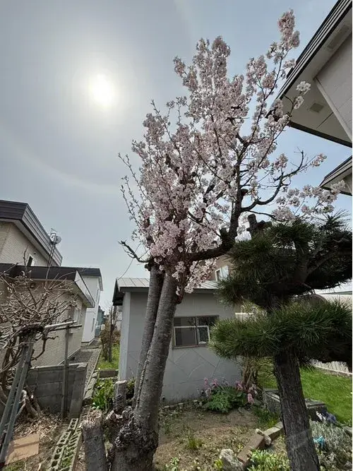 4LDK Property Sapporo City Hokkaido (4)