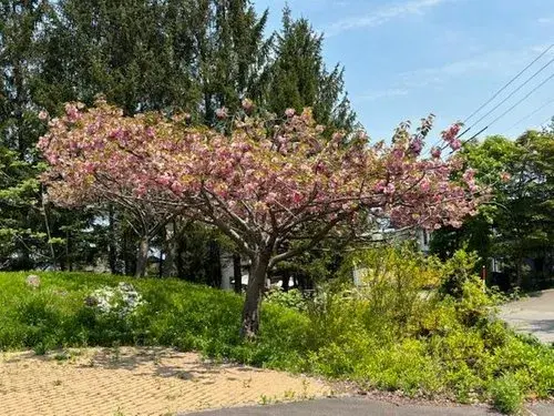 6LDK Property Otaru City Hokkaido (14)