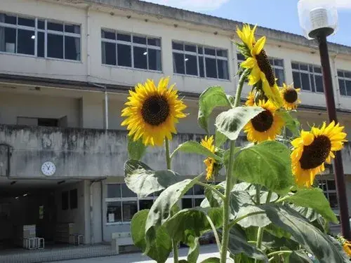 11LDDKK Propriété Ville de Higashihiroshima Préfecture de Hiroshima (17)