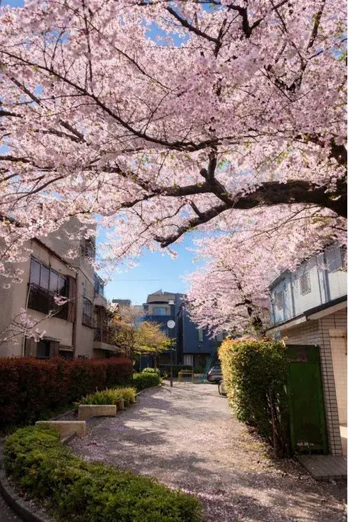 2LDK Property Arakawa Ward Tokyo (6)