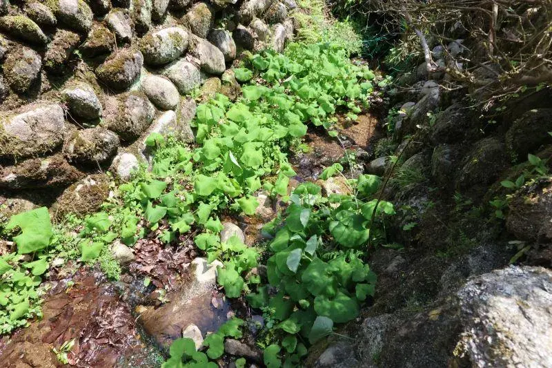 [عقار 1LDK] Iga City, Mie Prefecture (21)
