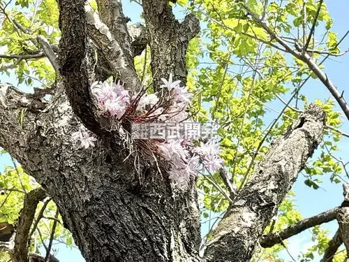 9KK+S房产 饭能市 埼玉县 (33)