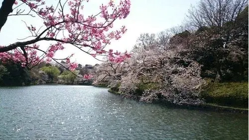 Kanagawa Prefecture Yokohama City 3LDK Property (17)