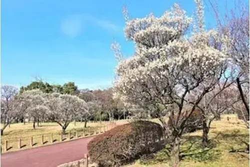 4LDK Property Sakai City Osaka Prefecture (16)