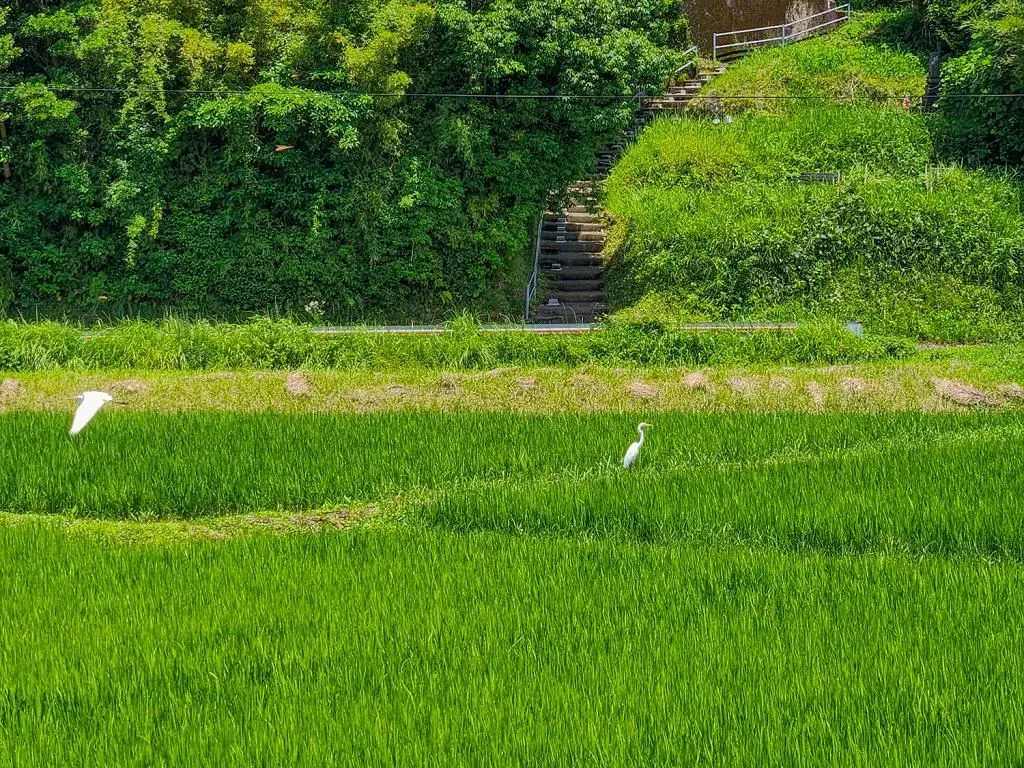 4DK房产 枕崎市 鹿儿岛县 (40)