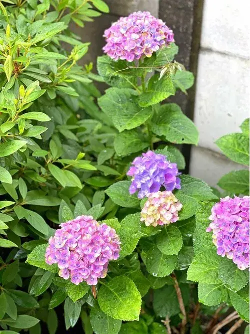 4LDK Nerima-ku Tokyo (17)