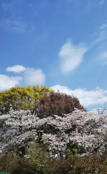 3LDK Izumiotsu City, Osaka Prefecture (11)