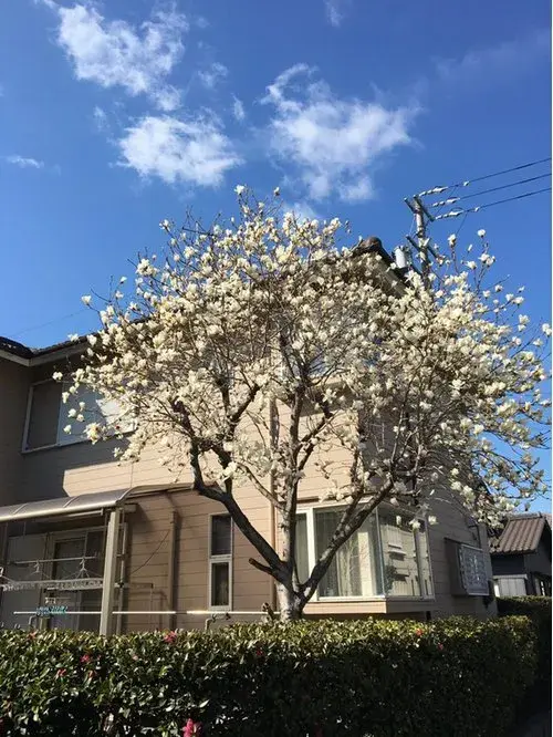 5LDK Property Chita City Aichi Prefecture (3)