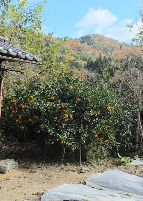 4DK Property Uji City Kyoto Prefecture (19)