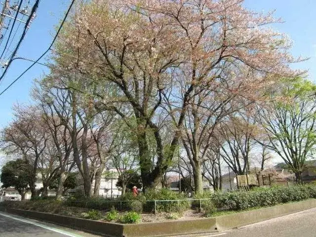 4LDK物件 横浜市青葉区 神奈川県 (11)