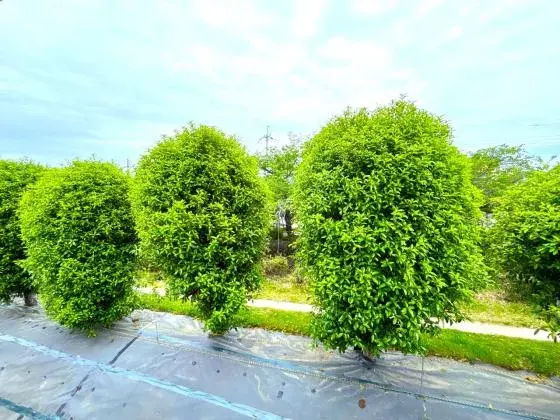 3LDK Property Hirakata City Osaka Prefecture (15)