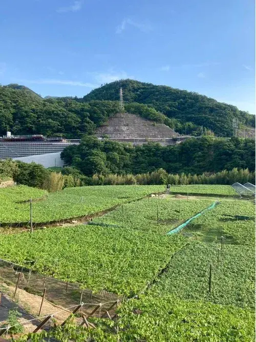 Propiedad 3DK+2S Ciudad de Koshu Prefectura de Yamanashi (3)
