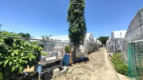 Akiya in Okinawa
