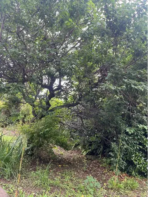 12LDKK+S Propiedad Ciudad de Takamatsu Prefectura de Kagawa (17)