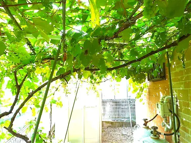 4LDK Property Mizuho-machi Tokyo (8)