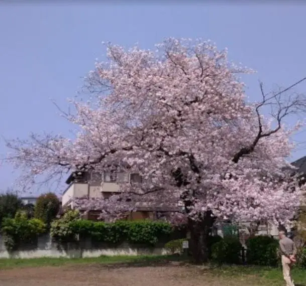 3SLDK Hachioji City Tokyo (6)