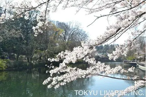 4DK Property Mitaka City Tokyo (19)