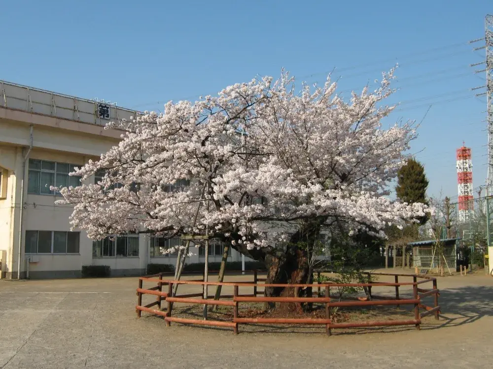 3LDK Property Hachioji City Tokyo (21)