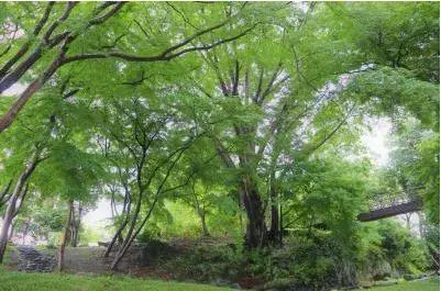 [4LDK Property] Yorii Town Saitama (22)