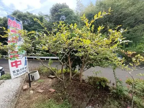 3LDK Ville de Miyazaki, Préfecture de Miyazaki (21)