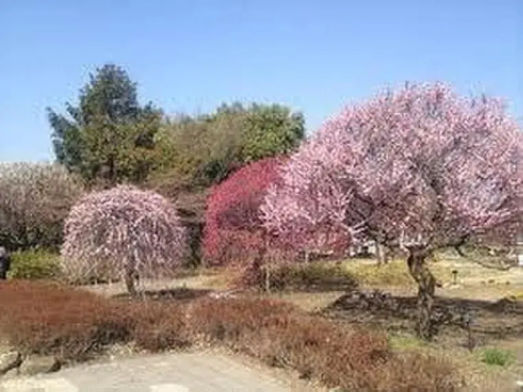 3SLDK Koshigaya City Saitama Prefecture (8)