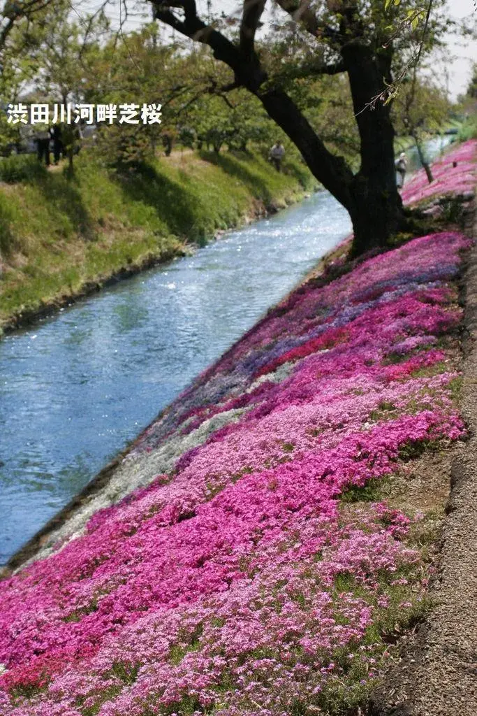 3SLDK Property Isehara City Kanagawa Prefecture (13)