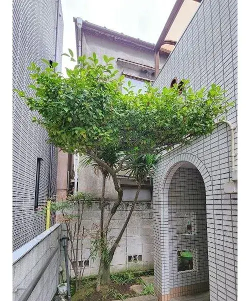 4DK Property Bunkyo Ward Tokyo (9)