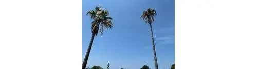 17DK Property Tosashimizu City Kochi Prefecture (22)