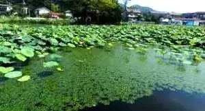 5DK Property Oiso-machi Nakagun Kanagawa Prefecture (8)