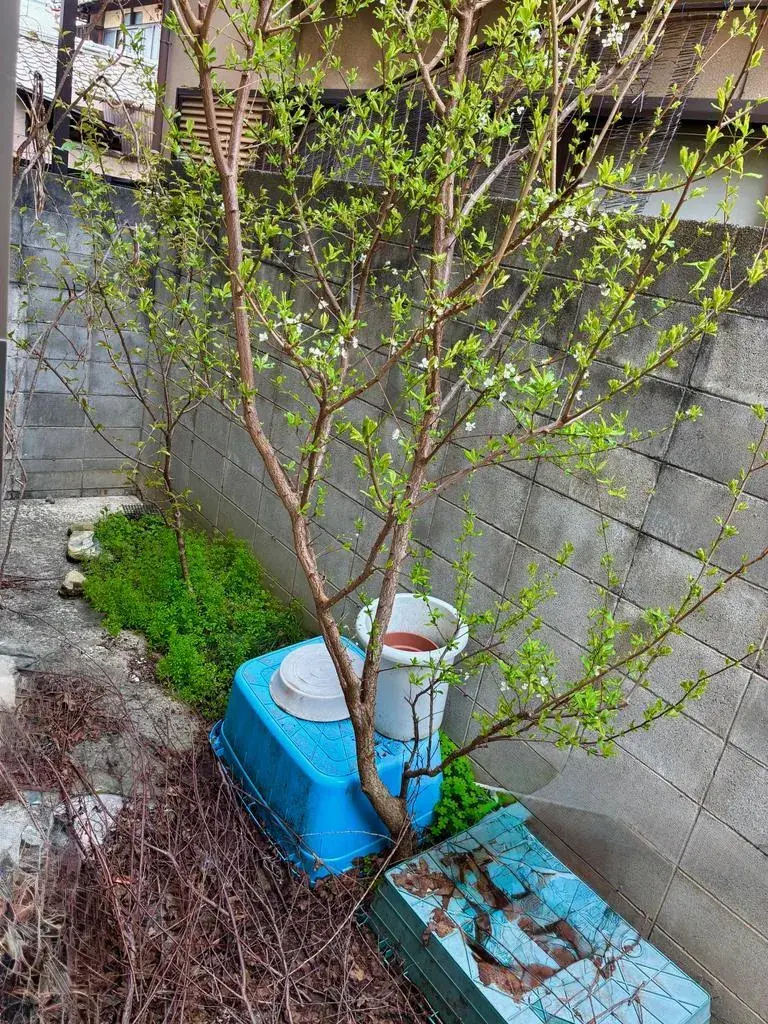 5LDK Property Kita-ku, Kyoto City, Kyoto Prefecture (28)
