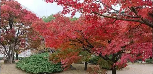 3LDK Property Ibaraki City Osaka Prefecture (7)