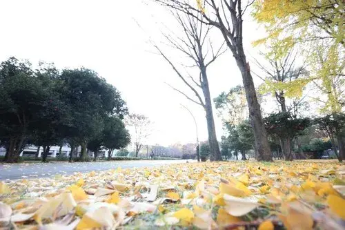 Propriété 4LDK+S Arrondissement de Nerima, Tokyo (30)